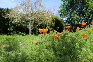 KDO garden in Spring