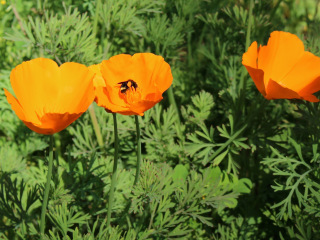Bumblebee in poppy KDO garden
