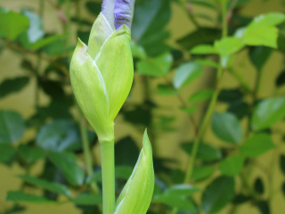 Iris about to bloom