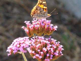 Painted-Lady-butterfly