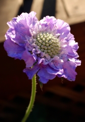 Pincushion flower