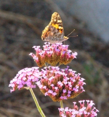 Painted-Lady-butterfly