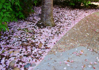 courtyard in late April