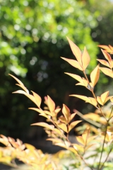 Nandina leaves